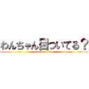 わんちゃん目ついてる？ (attack on titan)