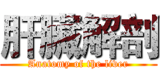 肝臟解剖 (Anatomy of the liver)