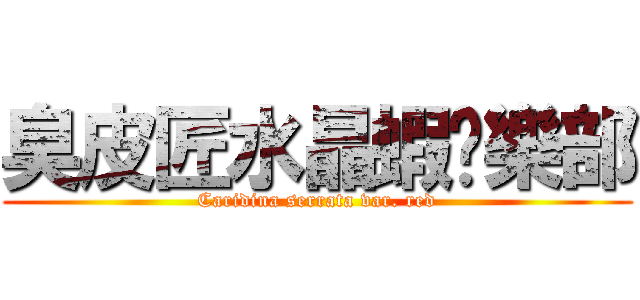 臭皮匠水晶蝦俱樂部 (Caridina serrata var. red)