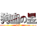 狗血の昱 (SB)