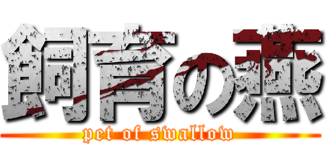 飼育の燕 (pet of swallow)