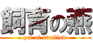 飼育の燕 (pet of swallow)