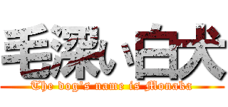 毛深い白犬 (The dog's name is Monaka)