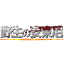 野生の安東尼 (attack on titan)