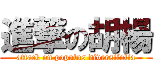 進撃の胡楊 (attack on populus diversifolia)