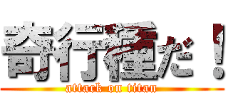 奇行種だ！ (attack on titan)