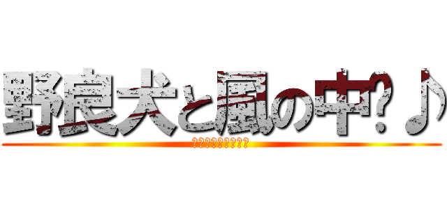 野良犬と風の中〜♪ (雅奈子はバッチグー)