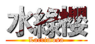 水綠櫻 (Lacrimosa)