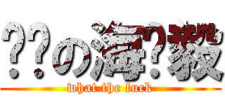 屌丝の海贼毅 (what the fuck)