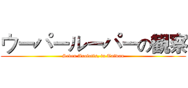 ウーパールーパーの観察 (Seven Axolotls, in Taiwan)