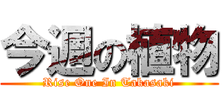 今週の植物 (Rise One In Takasaki)