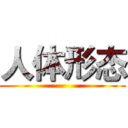 人体形态 ()