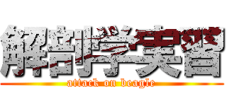 解剖学実習 (attack on beagle)