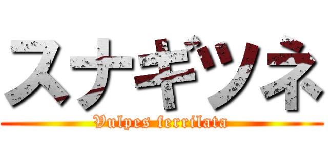 スナギツネ (Vulpes ferrilata)