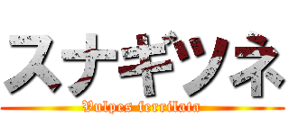 スナギツネ (Vulpes ferrilata)