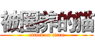被圈养的猫 (attack on titan)