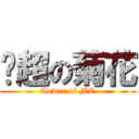 马超の菊花 (flower of MC)