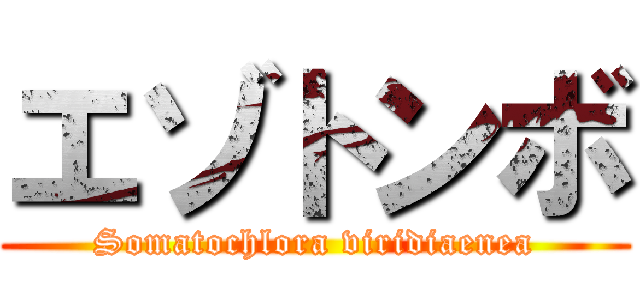 エゾトンボ (Somatochlora viridiaenea)