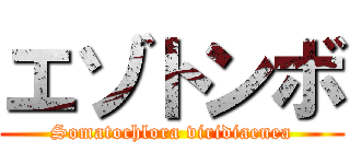 エゾトンボ (Somatochlora viridiaenea)