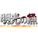 明光の魚 (ふつーです)