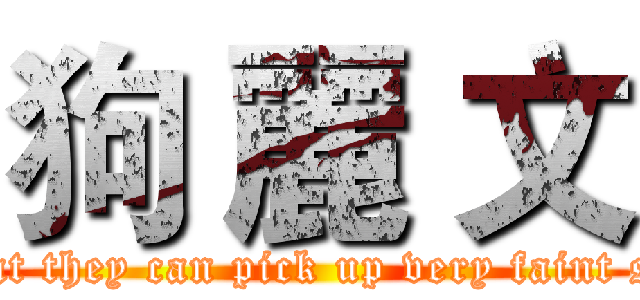 狗 麗 文 ( Her ears are so sensitive that they can pick up very faint sounds from a long way away)