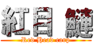 紅目  鰱 (Red Head carp)