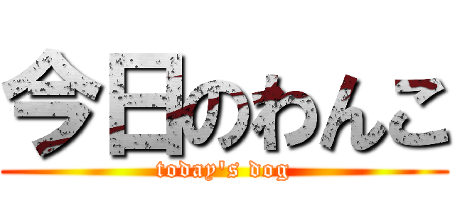 今日のわんこ (today\'s dog)