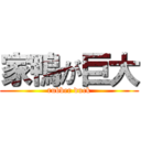 家鴨が巨大 (rubber duck)